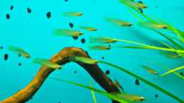 aquarium-von-kill-bill-mein-garnelenparadies_Leider sind die Leuchtaugenfische schwer vor die Linse zu be