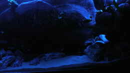 aquarium-von-marco-o--672l-mbuna-becken---nur-noch-als-beispiel--_