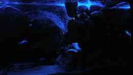 aquarium-von-marco-o--672l-mbuna-becken---nur-noch-als-beispiel--_