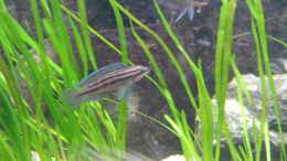 Aquarium einrichten mit Julidochromis dickfeldi
