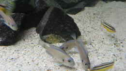Aquarium einrichten mit Triglachromis otostigma