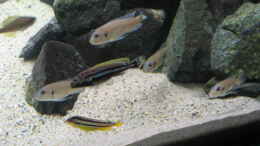 Foto mit Triglachromis otostigma (+  vorrübergehend hier untergebrachte