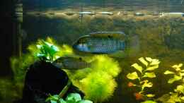 Aquarium einrichten mit Tilapia ruweti