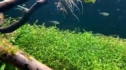 aquarium-von-koellebaerbling-gruene-bucht-aquarium-aufgeloest_Der schwarze Neon. Ein wunderschöner Salmler