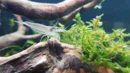 aquarium-von-koellebaerbling-gruene-bucht-aquarium-aufgeloest_Amanogarnele