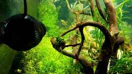 aquarium-von-koellebaerbling-gruene-bucht-aquarium-aufgeloest_Tunze Turbelle nanostream 6045  