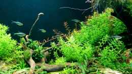 aquarium-von-koellebaerbling-gruene-bucht-aquarium-aufgeloest_Einige Schwarze Neons auf Patrouillie 