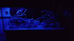 aquarium-von-koellebaerbling-gruene-bucht-aquarium-aufgeloest_Creative Lights Mondlicht