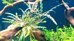 Aquarium einrichten mit  Hygrophila pinnatifida - Fiederspaltiger Wasserfreund...meine