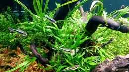 aquarium-von-koellebaerbling-gruene-bucht-aquarium-aufgeloest_Der Schwarze Neon