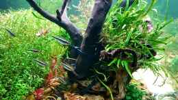 aquarium-von-koellebaerbling-gruene-bucht-aquarium-aufgeloest_Schwarze Neons...ziehen immer schön in der Gruppe durchs Be
