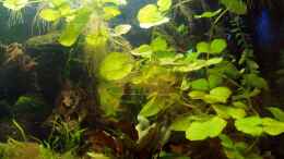 aquarium-von-milehigh-h-kakadu--kindergarten-solls-werden---_die Hydrocotyle - bietet mir den Schwimmpflanzenersatz