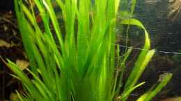 Aquarium einrichten mit Vallisneria nana (wobei nana auch 50cm lang wird...)