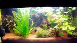 aquarium-von-milehigh-h-kakadu--kindergarten-solls-werden---_Das Becken aktuell (25.02.2010) ohne Blitz