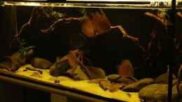 aquarium-von-zigermandli-amazonas--flussufer-aufgeloest_