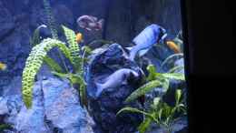 Aquarium einrichten mit Placidochromis sp. phenochilus Gisseli Gome