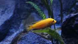 aquarium-von-chr576-faszination-malawi_Labidochromis caeruleus Kakusa