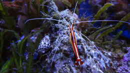 aquarium-von-jens-kaendler-becken-16068_Lysmata amboinensis - Weißbandputzergarnele