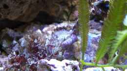 aquarium-von-jens-kaendler-becken-16068_Serpulorbis sp. 01 - Wurmschnecke und eine kleine Kolonie Na