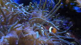 aquarium-von-jens-kaendler-becken-16068_Amphiprion ocellaris - Falscher Clown - Anemonenfisch