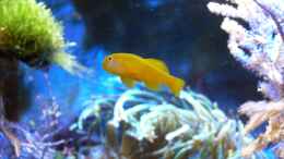 aquarium-von-jens-kaendler-becken-16068_Gobiodon okinawae - Gelbe Korallengrundel