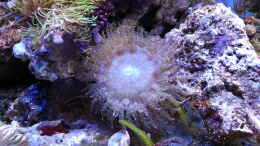 aquarium-von-jens-kaendler-becken-16068_Phymanthus sp.01-Sandanemone