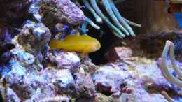 Aquarium einrichten mit Gobiodon okinawae - Gelbe Korallengrundel