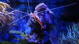 Aquarium einrichten mit Lysmata amboinensis - Weißbandputzergarnele
