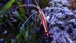 Aquarium einrichten mit Lysmata amboinensis - Weißbandputzergarnele