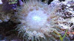 Aquarium einrichten mit Phymanthus sp.01-Sandanemone