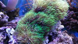 aquarium-von-jens-kaendler-becken-16068_Pachyclavularia violacea-Röhrenkoralle