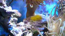 aquarium-von-jens-kaendler-becken-16068_Gelege von Amphiprion ocellaris ca. 1 Tag alt