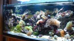 aquarium-von-rolf-mohr-becken-16097_Stand heute, 28.07.2011