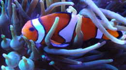 aquarium-von-andreas-stiller-delta-becken_Nemo :-)