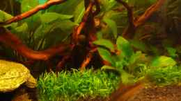 aquarium-von-noreia-gruene-oase---unser-1--aquarium_Svannenwurzel mit Gras auf Pad