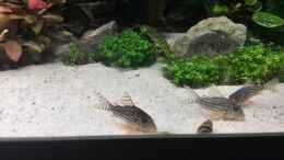 aquarium-von-vancouver2010-1--aquascape_Corydoras Sterbai (Orangeflossen Panzerwels) & Clea helena (