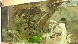 aquarium-von-thomas-kalisch-becken-1621_Blick auf die linke Seite