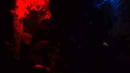 aquarium-von-michael-boeck-780-liter-malawi-nur-noch-als-beispiel_Mondlicht rot & blau beim ??bergang