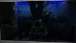 aquarium-von-michael-boeck-780-liter-malawi-nur-noch-als-beispiel_Die neue Deko ist fertig