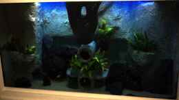 aquarium-von-michael-boeck-780-liter-malawi-nur-noch-als-beispiel_Becken am 29.01.2012
