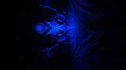 aquarium-von-michael-boeck-780-liter-malawi-nur-noch-als-beispiel_Mondlicht blau