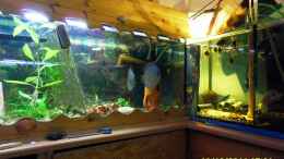 aquarium-von-ulrich-sauerhering-aquariumanlage-diskus-amp--mehr-becken-16219_Pärrchen im Wasseraufbereitungsraum