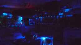 aquarium-von-ulrich-sauerhering-aquariumanlage-diskus-amp--mehr-becken-16219_In der Nacht
