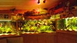 aquarium-von-ulrich-sauerhering-aquariumanlage-diskus-amp--mehr-becken-16219_Wasserfallansicht