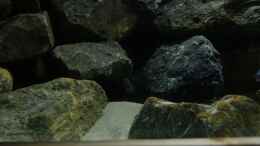 aquarium-von-poybuna-stones-of-malawi---nicht-mehr-vorhanden_Linke Seite 5