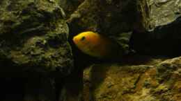 aquarium-von-poybuna-stones-of-malawi---nicht-mehr-vorhanden_Yellow