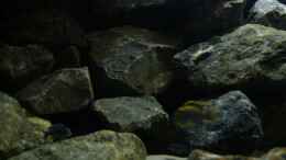 aquarium-von-poybuna-stones-of-malawi---nicht-mehr-vorhanden_Linke Seite 4