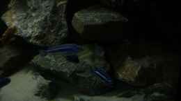 aquarium-von-poybuna-stones-of-malawi---nicht-mehr-vorhanden_Rechte Seite 3