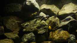 aquarium-von-poybuna-stones-of-malawi---nicht-mehr-vorhanden_Durcheinander