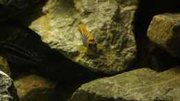 aquarium-von-poybuna-stones-of-malawi---nicht-mehr-vorhanden_Labidochromis hongi red top